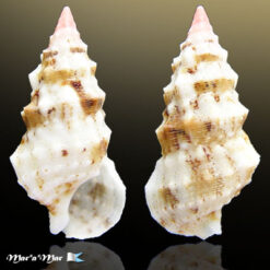 Cerithium eburneum Bruguiére, 1792