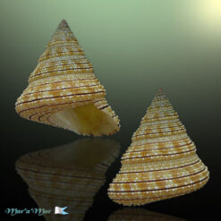 Calliostoma gemmosum (Reeve, 1842)