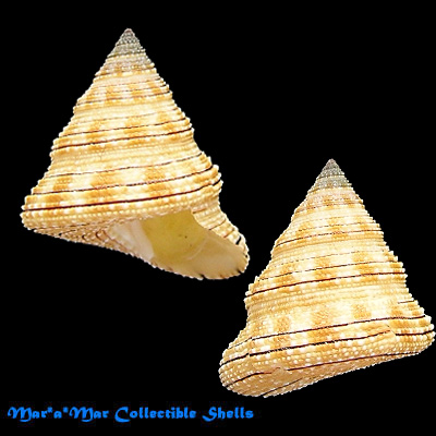 Calliostoma gemmosum (Reeve, 1842)