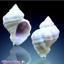 Coralliophila caribaea Abbott, 1958