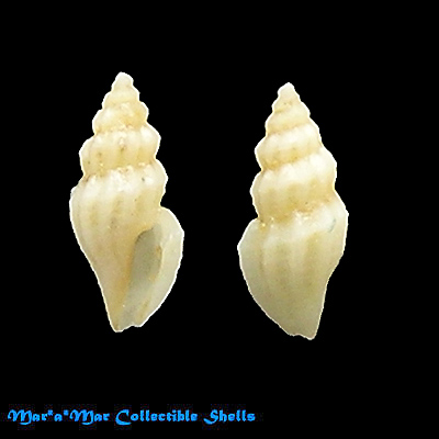 Tenaturris fulgens (E.A.Smith, 1888)