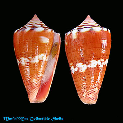 Conus baiano Coltro, 2004