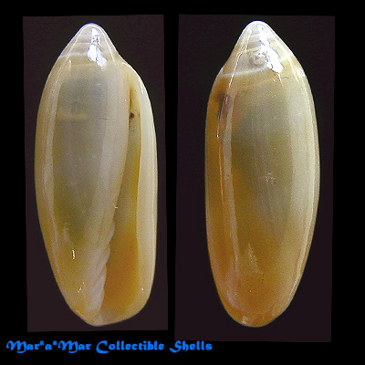 Volvarina sp.