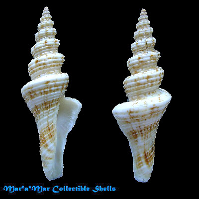 Fusiturricula jaquensis (Sowerby, 1850)