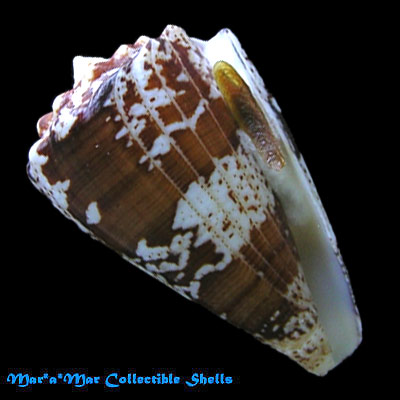 Conus regius Gmelin, 1791