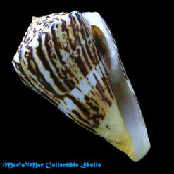 Conus centurio Born, 1778