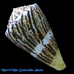 Conus centurio Born, 1778 - Imagem 2