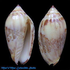 Plicoliva zelindae (Petuch, 1979) SPECIAL PATTERN