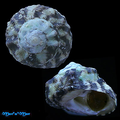 Tegula rubroflammulata (Philippi, 1843)