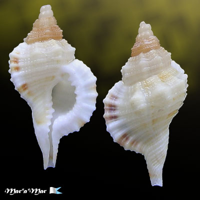 Cymatium comptum (A.Adams, 1855)