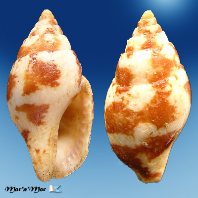 Conella ledaluciae (Rios and Tostes, 1981)