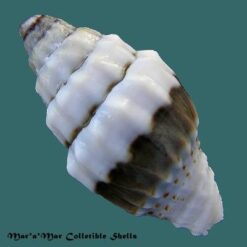 Alternative view of Vexillum osiridis (Issel, 1869)