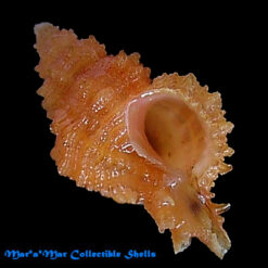 Favartia sp.