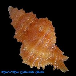 Favartia sp. - Imagem 2