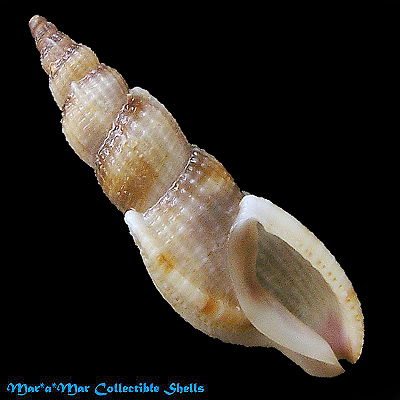 Tritonoharpa leali Harasewych & Verhaeghe, 1992