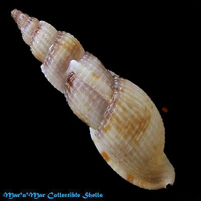 Tritonoharpa leali Harasewych & Verhaeghe, 1992 - Imagem 2