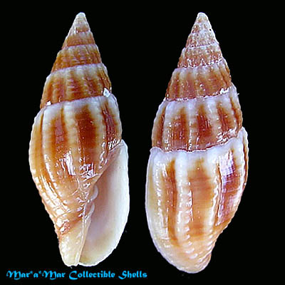 Mitra brasiliensis Oliveira et al., 1969*