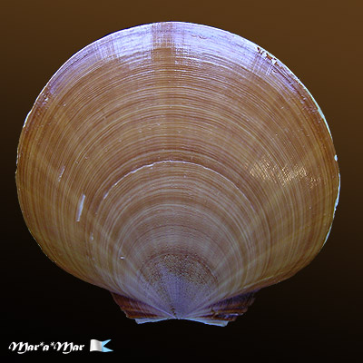 Amusium papyraceum (Gabb, 1873)