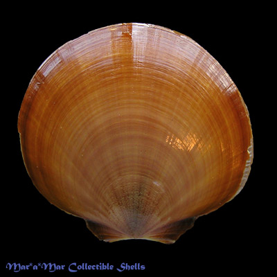 Amusium papyraceum (Gabb, 1873)