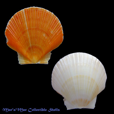 Pecten ziczac (Linnaeus, 1758)*