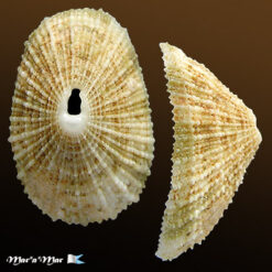 Diodora cayenensis (Lamarck, 1822)*