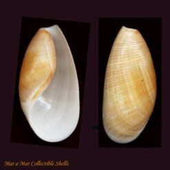 Scaphander darius Marcus,1967*