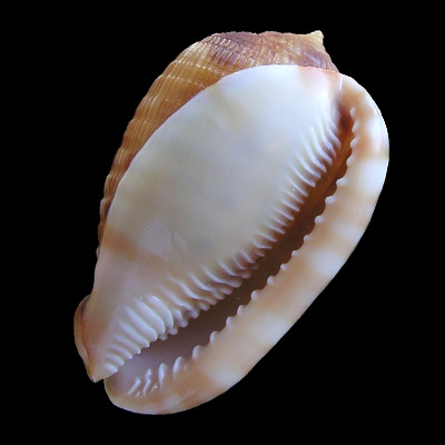 Cypraeacassis testiculus (Linnaeus, 1758)