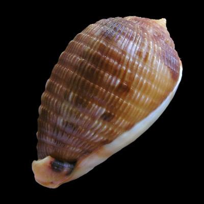 Cypraeacassis testiculus (Linnaeus, 1758) - Image 2