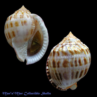 Semicassis granulatum Gmelin, 1791