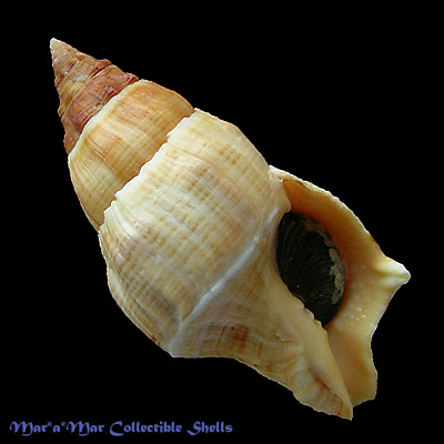 Leucozonia nassa (Gmelin, 1791)