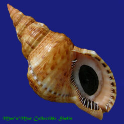 Charonia variegata (Lamarck, 1816)