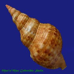 Charonia variegata (Lamarck, 1816) - Image 2
