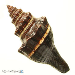 Pugilina morio (Linnaeus, 1758)