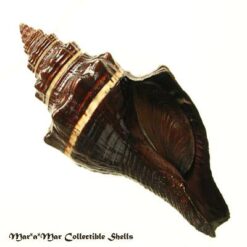 Pugilina morio (Linnaeus, 1758) - Imagem 2