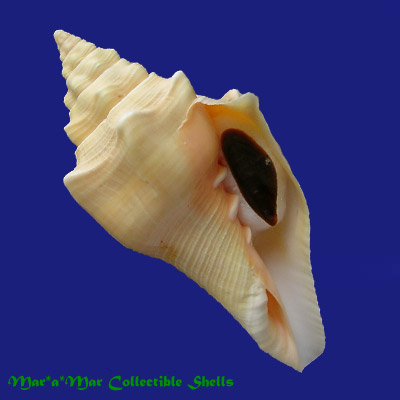 Turbinella angulata (Lightfoot, 1786)