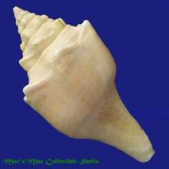 Turbinella angulata (Lightfoot, 1786) - Imagem 2