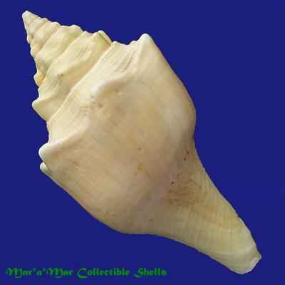Turbinella angulata (Lightfoot, 1786) - Imagem 2