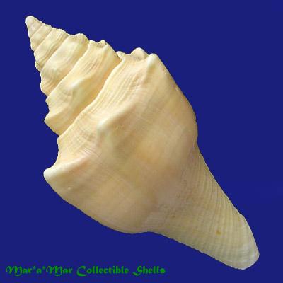 Turbinella angulata (Lightfoot, 1786) - Imagem 2