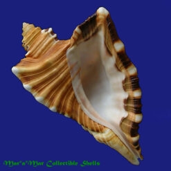 Cymatium raderi D´Attilio & Meyers, 1984