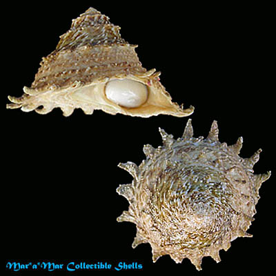 Cymatium raderi D“Attilio & Meyers, 1984 - Image 2