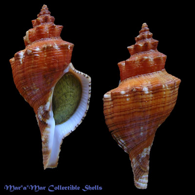 Pleuroploca aurantiaca (Lamarck, 1816)