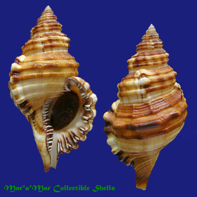 Cymatium parthenopeum (Von Salis, 1793)