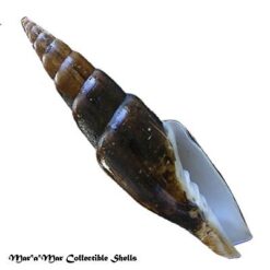 Mitra swainsonii Broderip, 1836 - Imagem 2