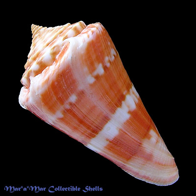 Conus carioca Petuch, 1986