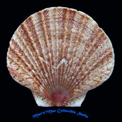 Euvola chazaliei (Dautzenberg, 1909)*