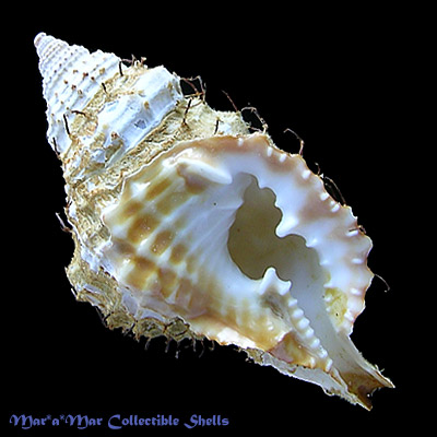 Distorsio decussata (Valenciennes, 1832)