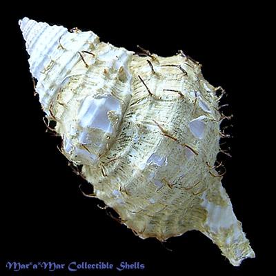 Distorsio decussata (Valenciennes, 1832) - Imagem 2