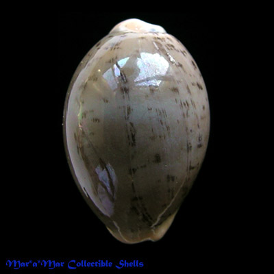 Cypraea (Luria) cinerea Gmelin, 1791