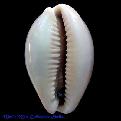 Cypraea (Luria) cinerea Gmelin, 1791 - Imagem 2