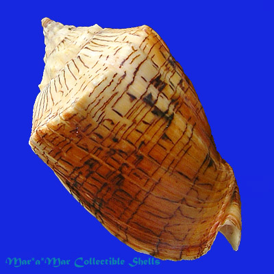 Voluta ebraea Linnaeus, 1758